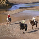 Horse Safari