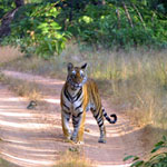 Karnataka Wildlife Tour