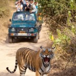 Wildlife Tour North India